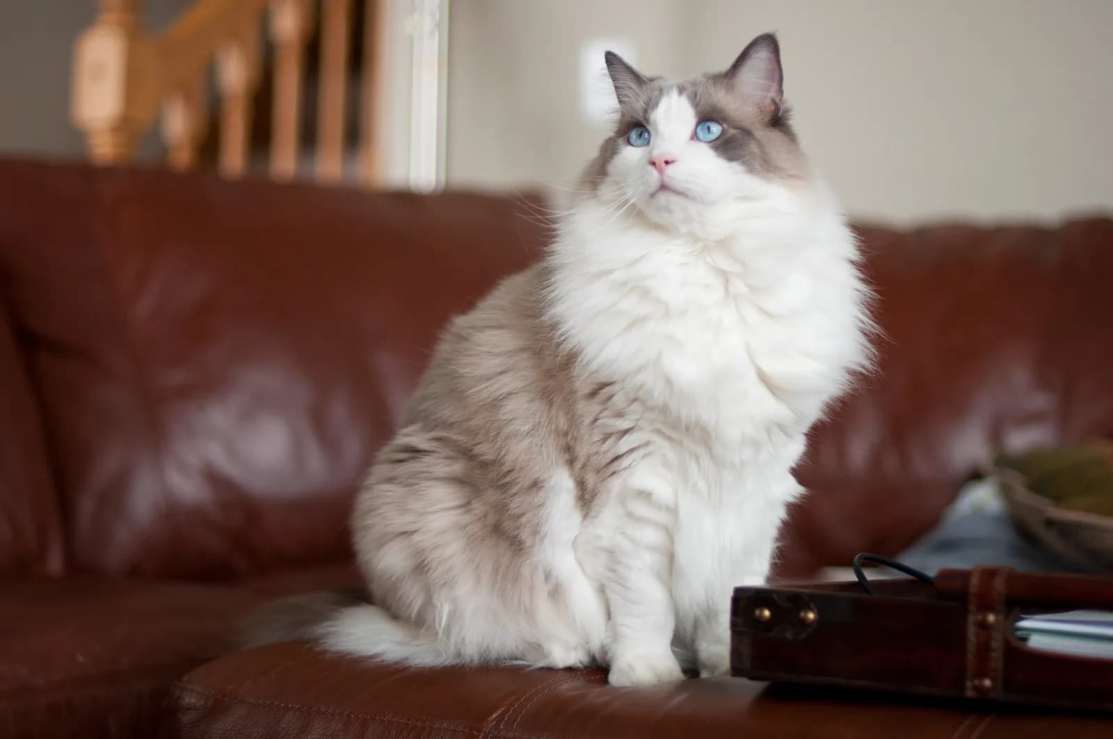 Ragdoll