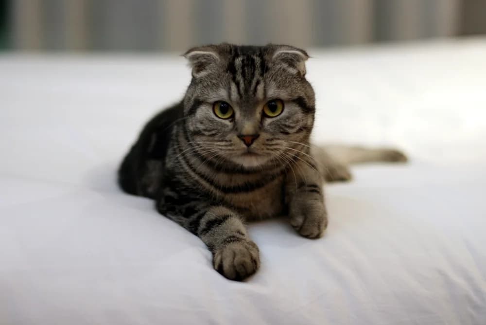 Scottish Fold brown tabby allongé