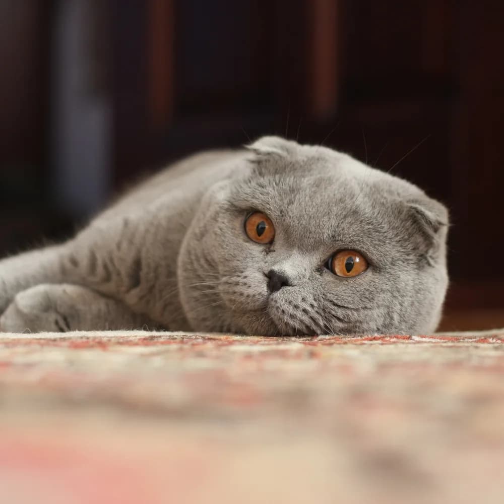 Scottish Fold gris adulte au repos, oreilles repliées