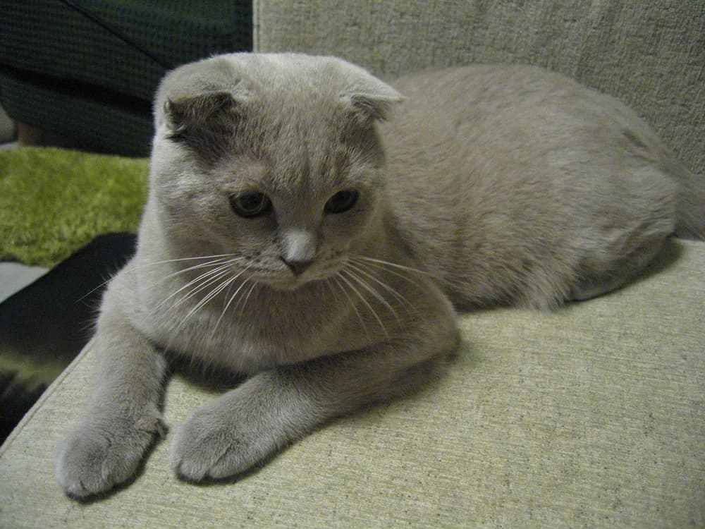 Scottish Fold allongé, aux oreilles pliées caractéristiques