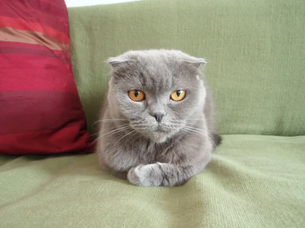 Scottish Fold bleu assis, aux yeux cuivre