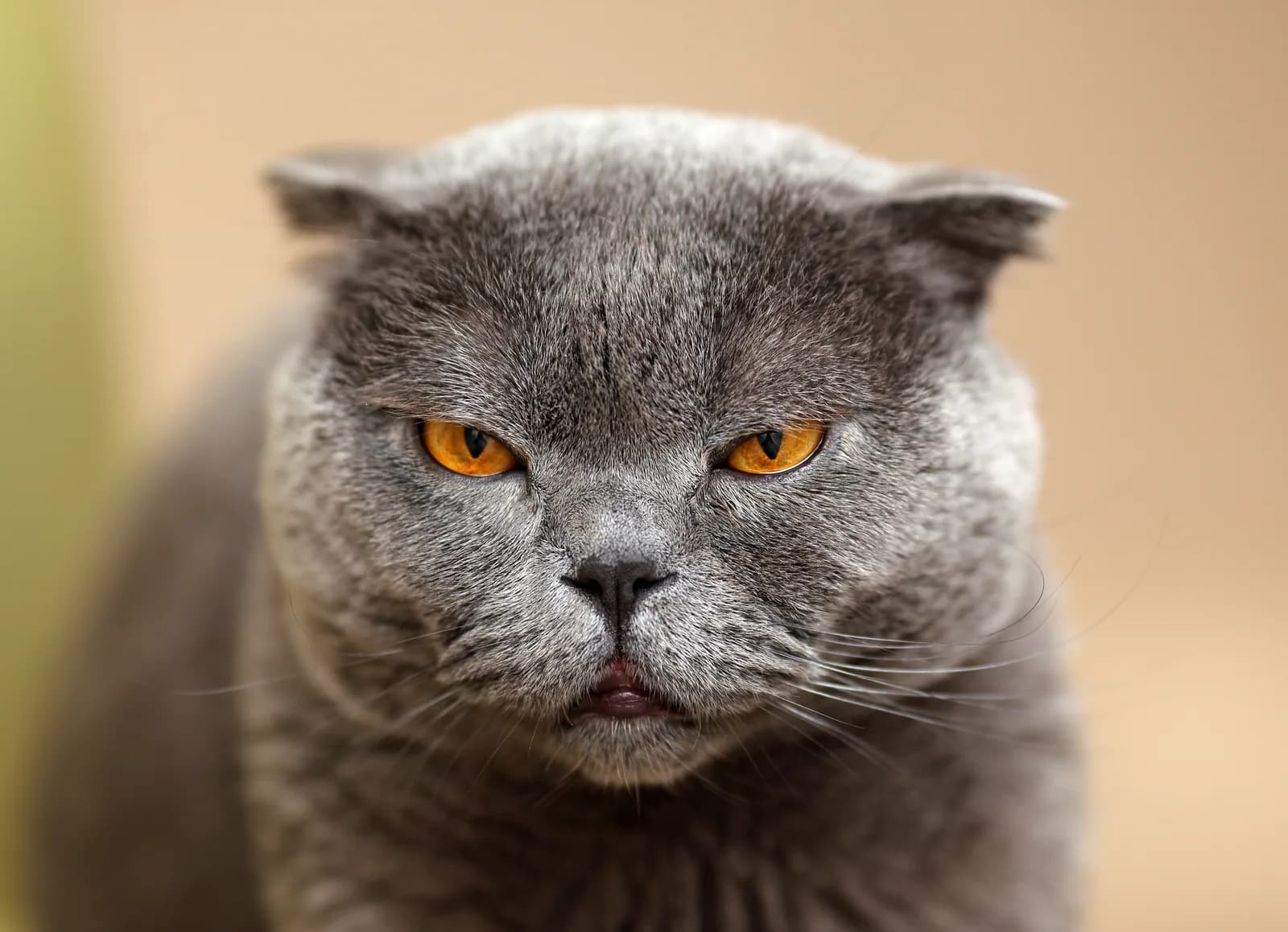 Scottish Fold