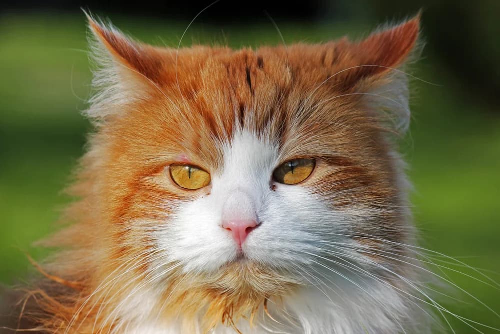 Chat sibérien roux et blanc au regard ambré