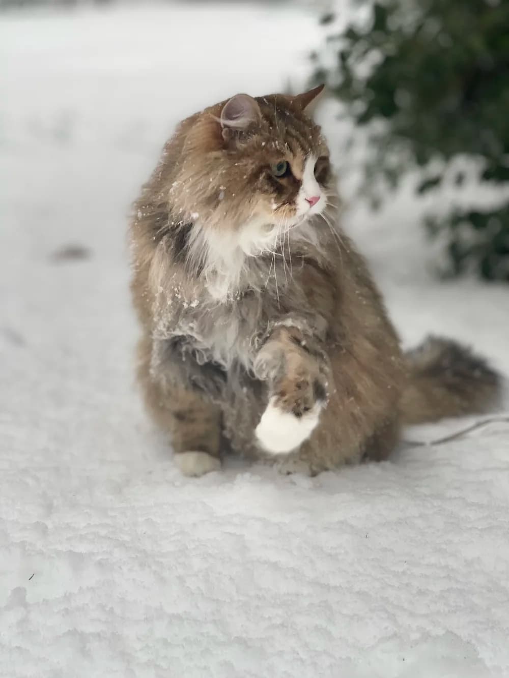 Chat sibérien tabby dans la neige