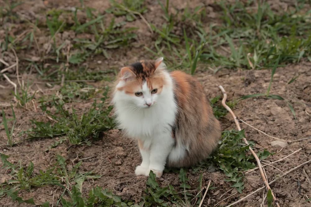 Chat sibérien au pelage tabby, en extérieur