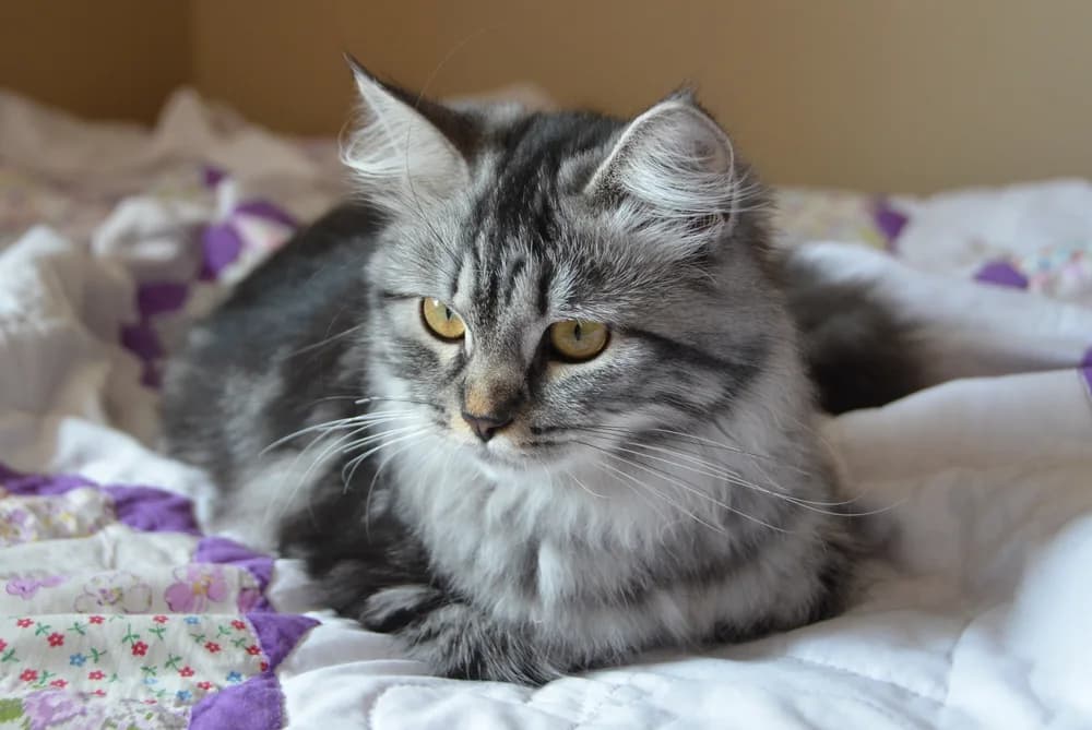 Chat sibérien silver tabby allongé