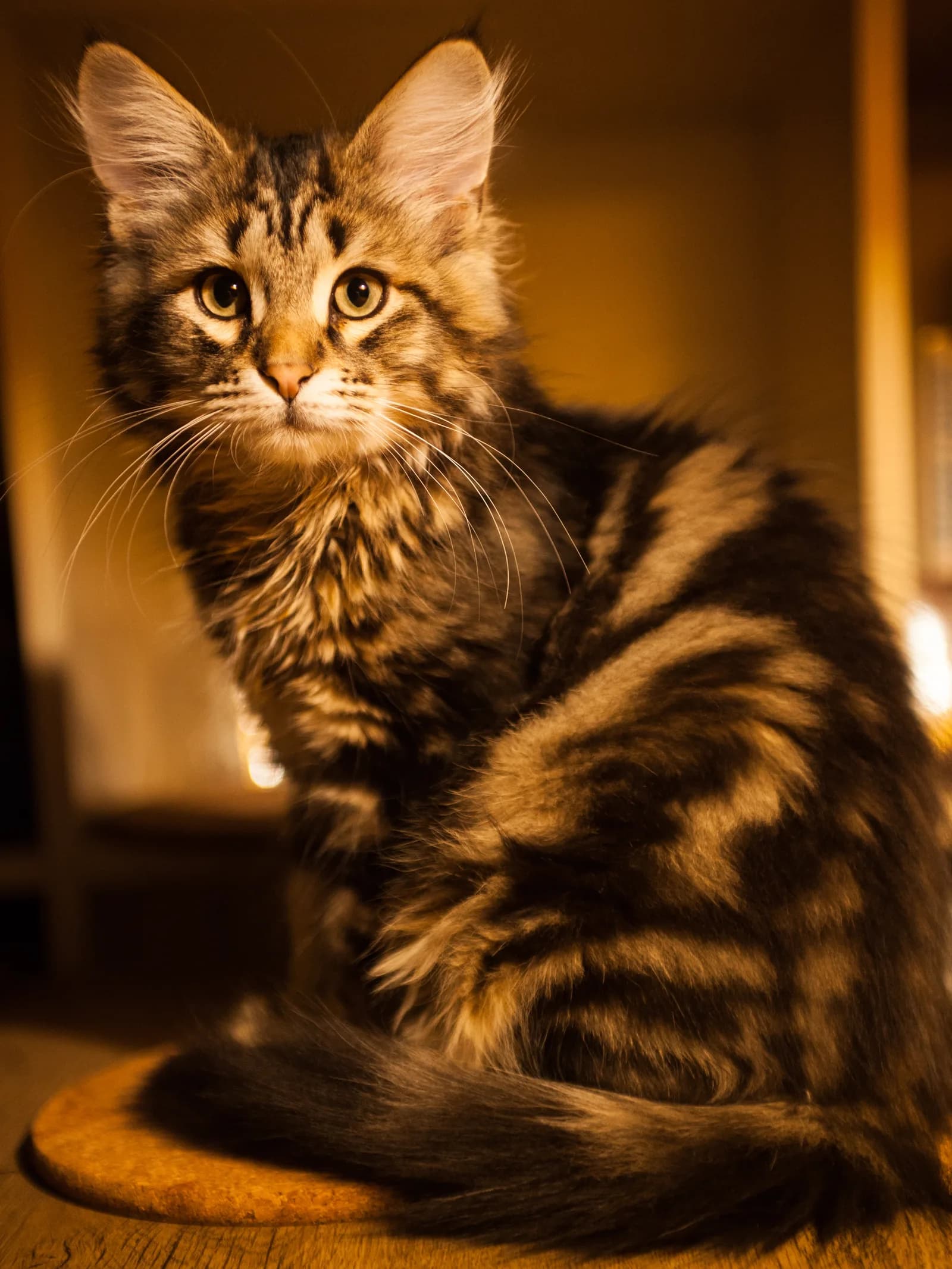 Sibérien