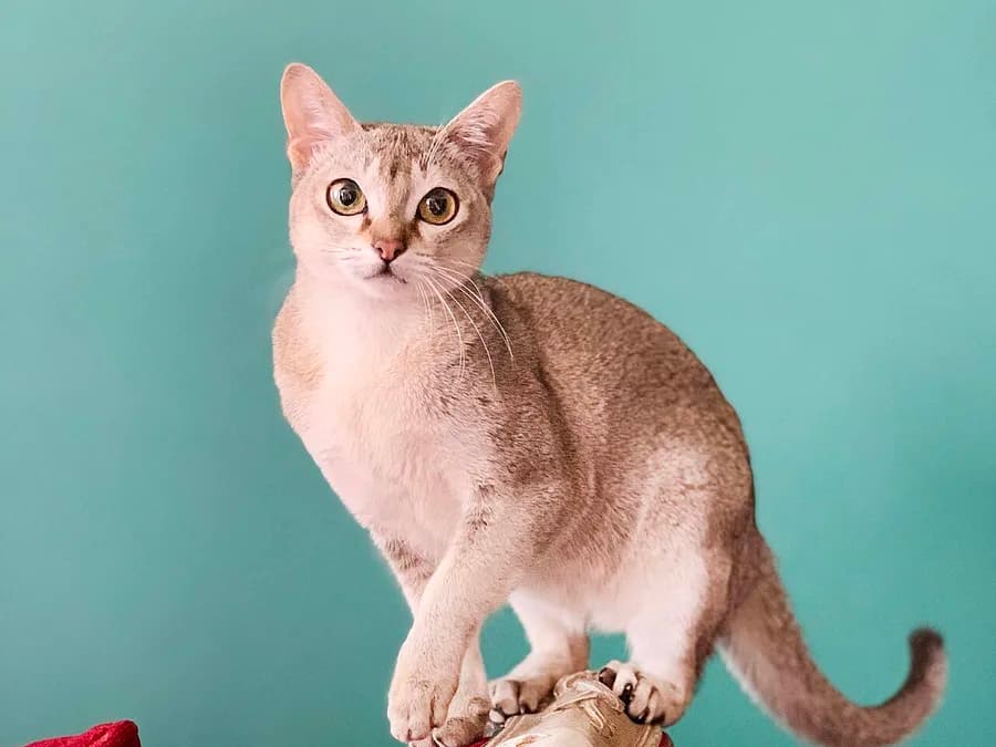 Singapura debout sur fond turquoise, gabarit menu et pattes fines