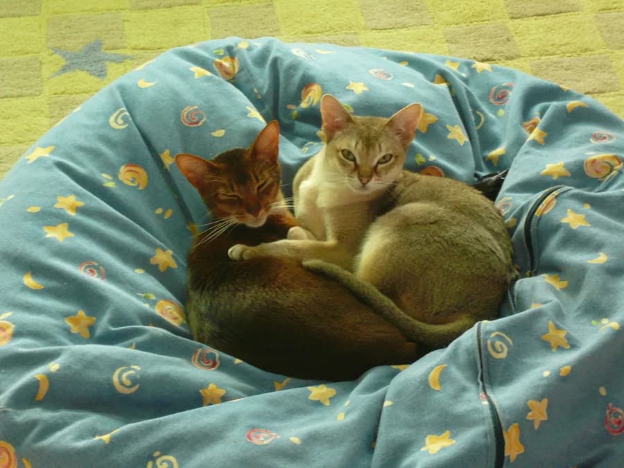 Deux singapuras lovés dans un panier, robe chaude aux nuances ivoire et brun