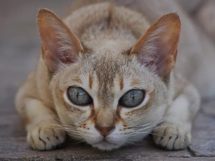 Singapura couché, très grands yeux clairs et oreilles larges à la base