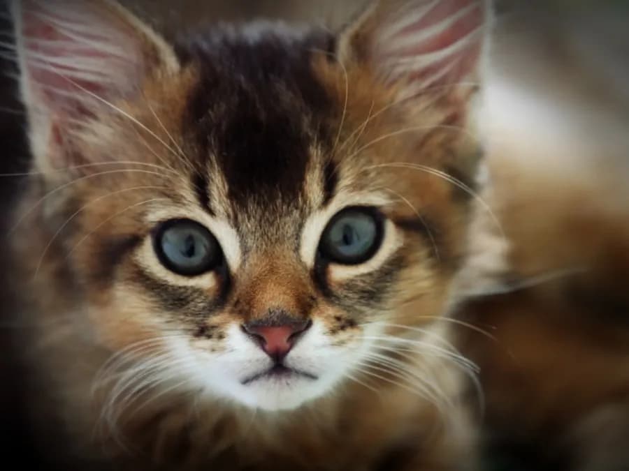 Chaton somali aux grands yeux clairs, poil déjà tiqueté sur le front