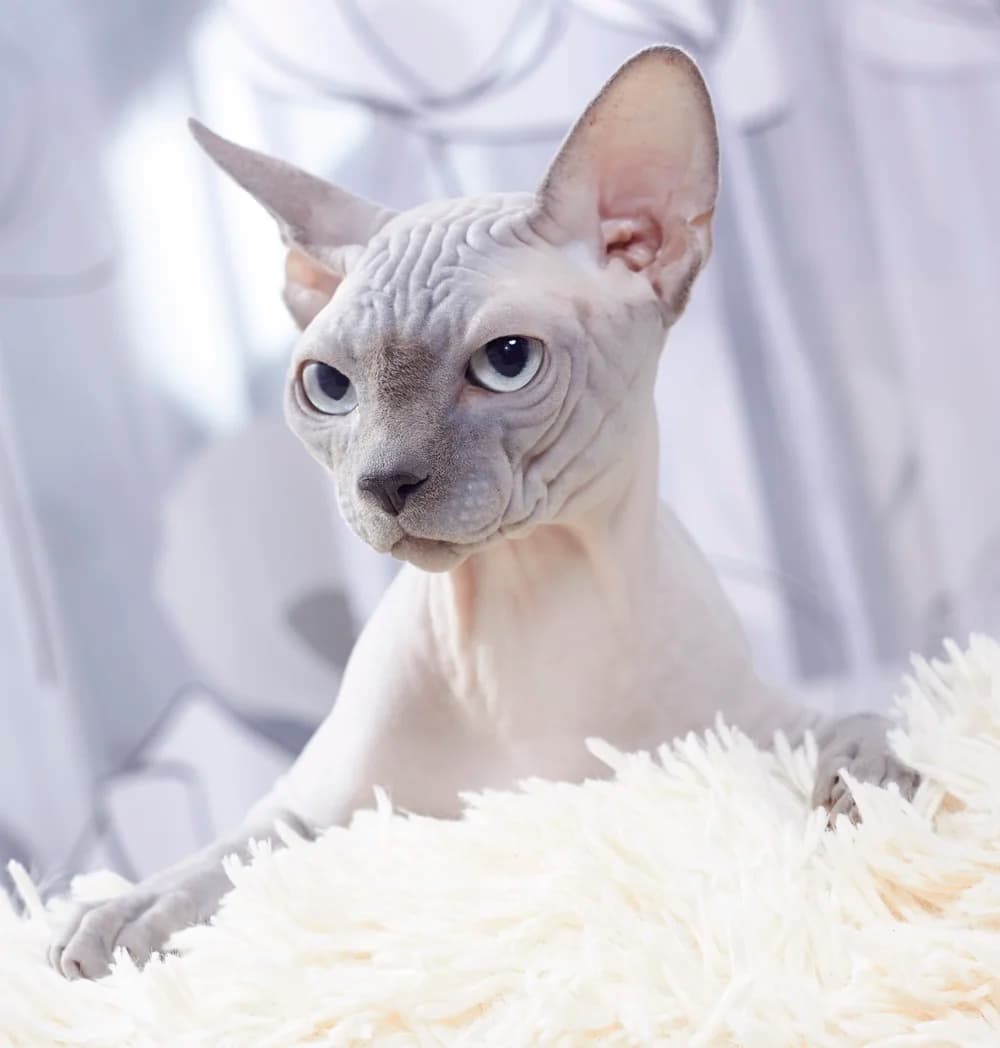 Sphynx à la peau nue plissée, tenu dans les bras