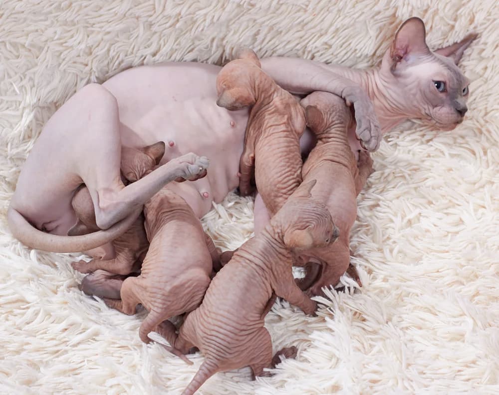 Chatte sphynx et ses chatons nouveau-nés