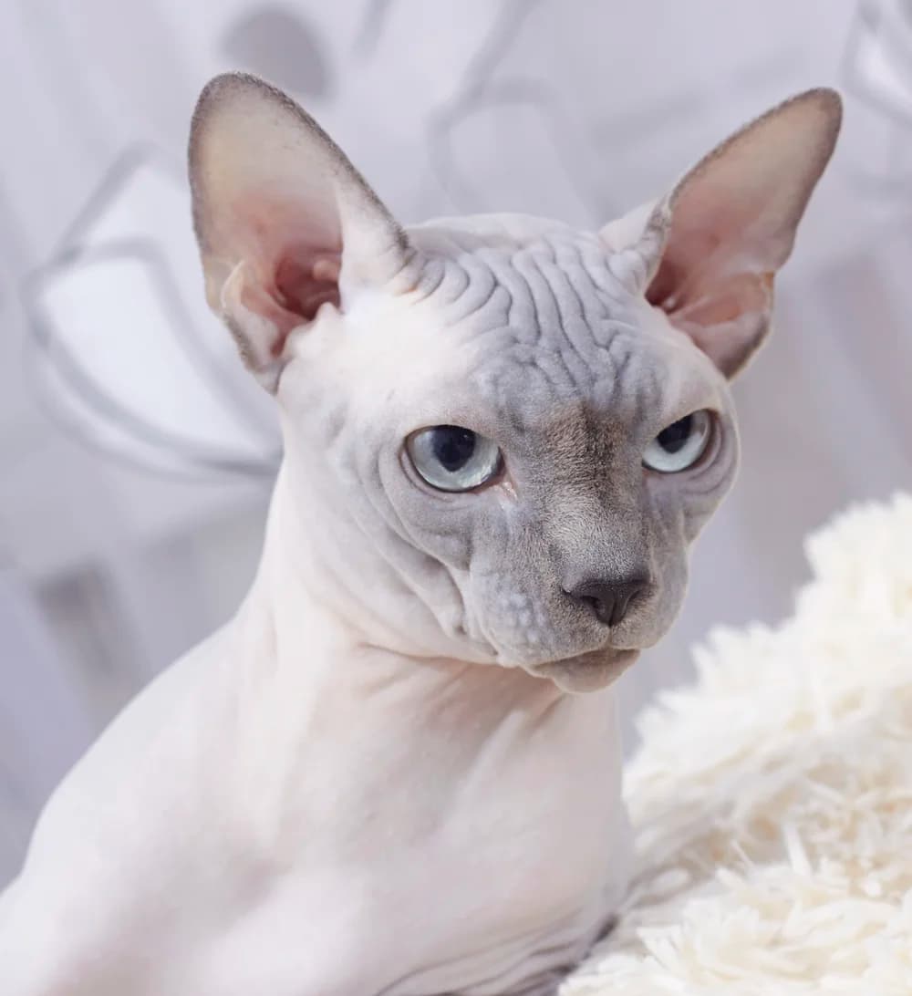 Sphynx clair au regard bleu, peau duveteuse