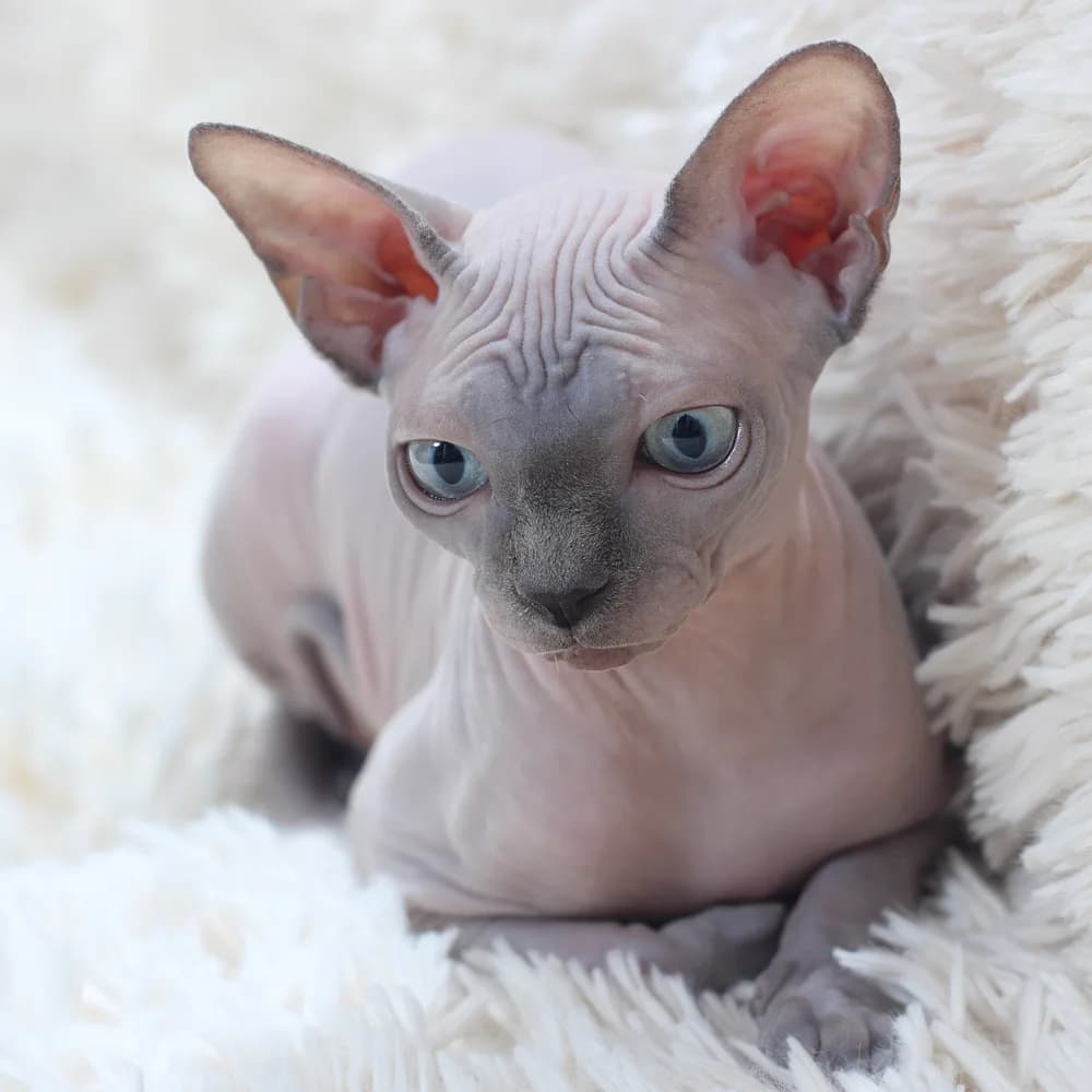 Sphynx allongé, aux grandes oreilles attachées bas