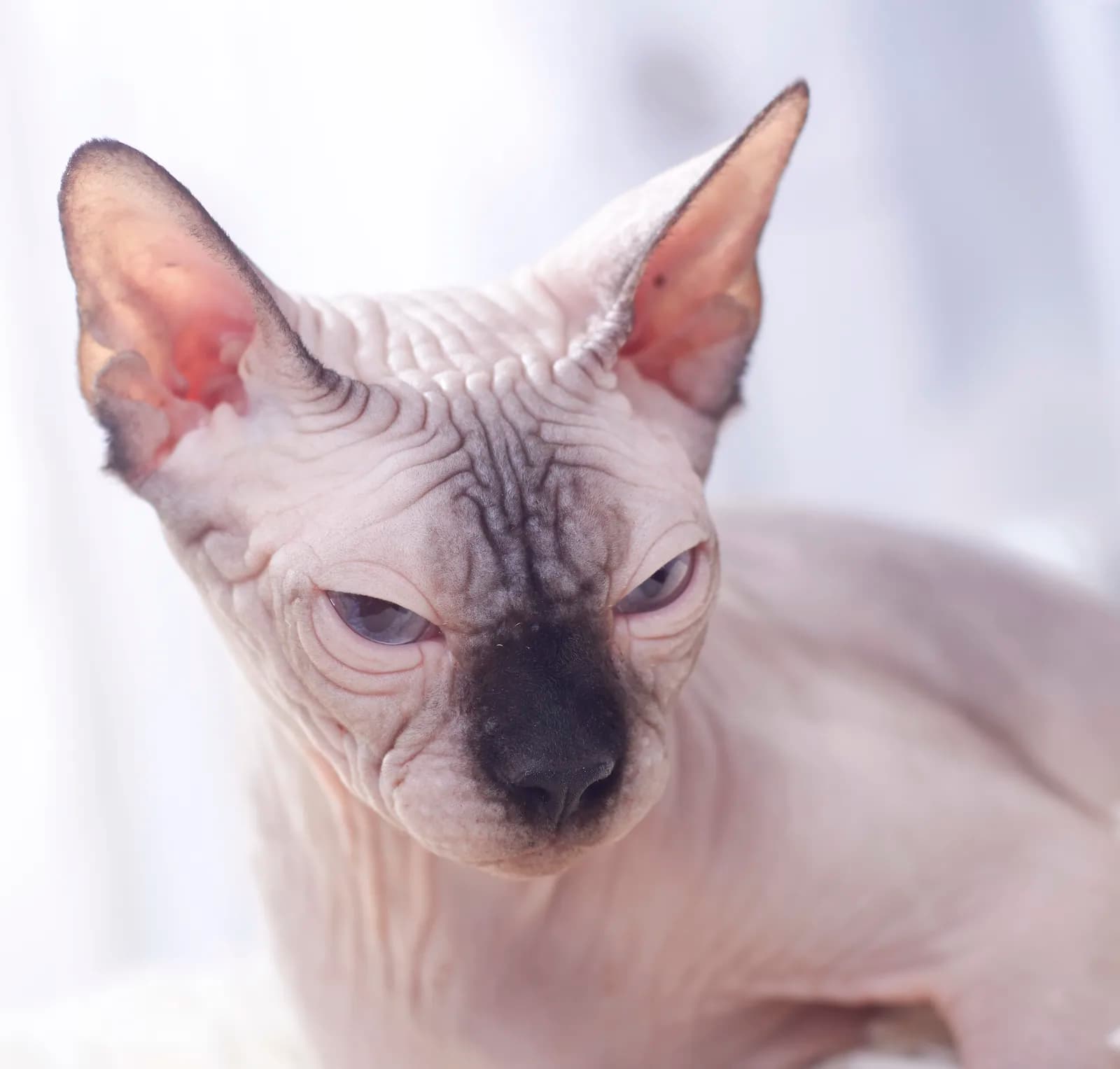 Sphynx
