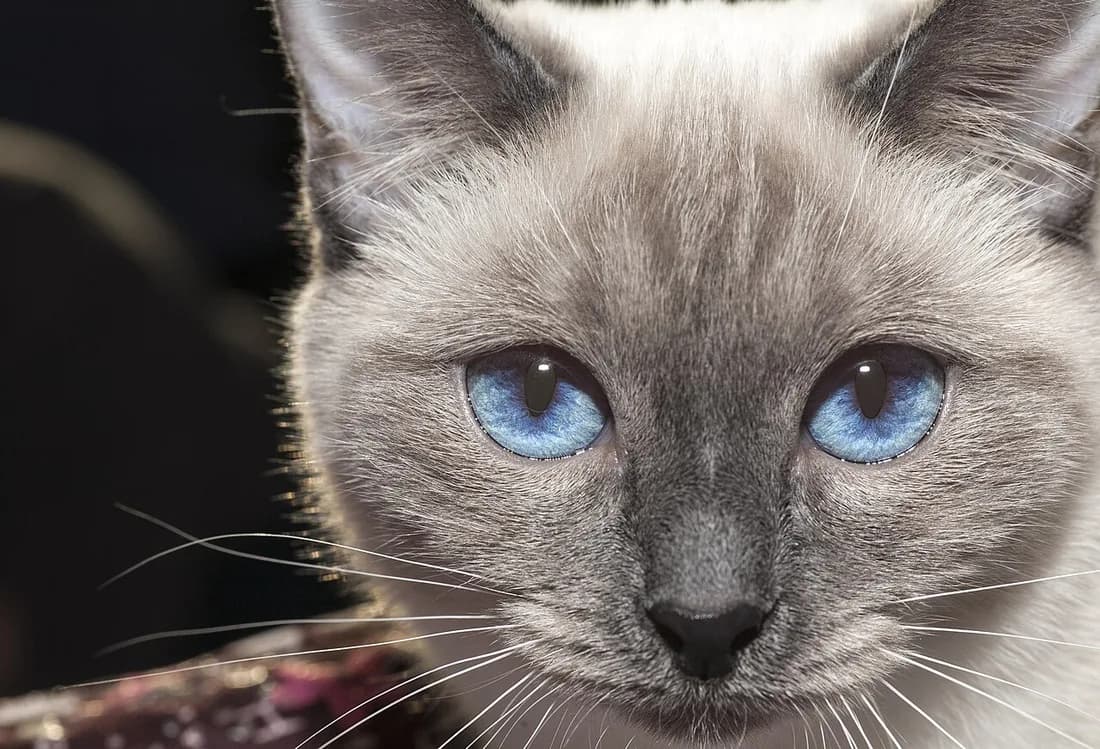 Thaï lynx point, rayures discrètes sur le masque et regard bleu intense