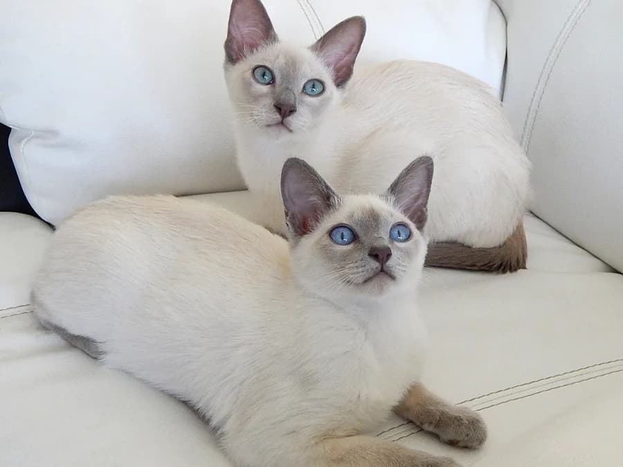 Deux tonkinois couchés, robe claire et extrémités à peine plus foncées