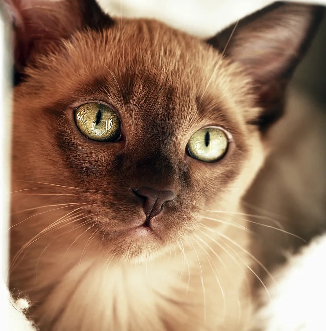 Portrait de tonkinois brun, grands yeux verts lumineux et masque plus sombre