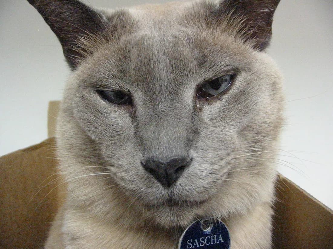 Tonkinois bleu au regard clair, robe grise nuancée et truffe sombre
