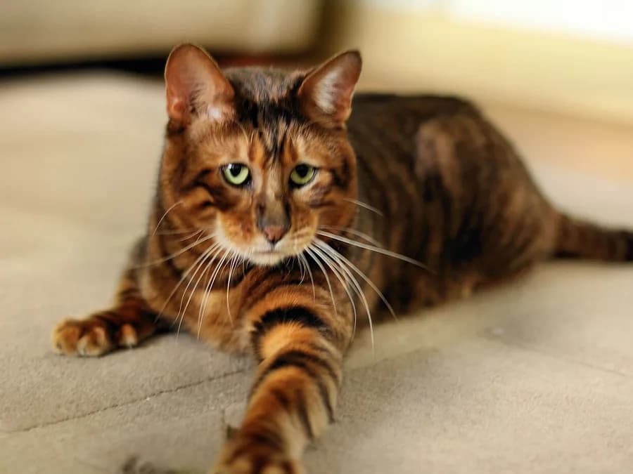 Toyger couché, rayures verticales sombres sur fond fauve rappelant le tigre