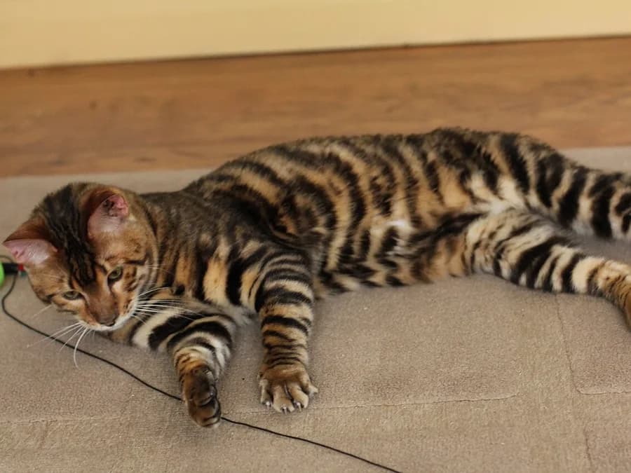 Toyger allongé de profil, corps entier montrant le dessin des rayures