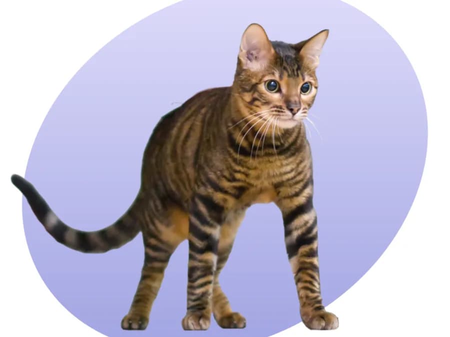 Toyger debout, silhouette musclée et queue annelée, sur fond uni
