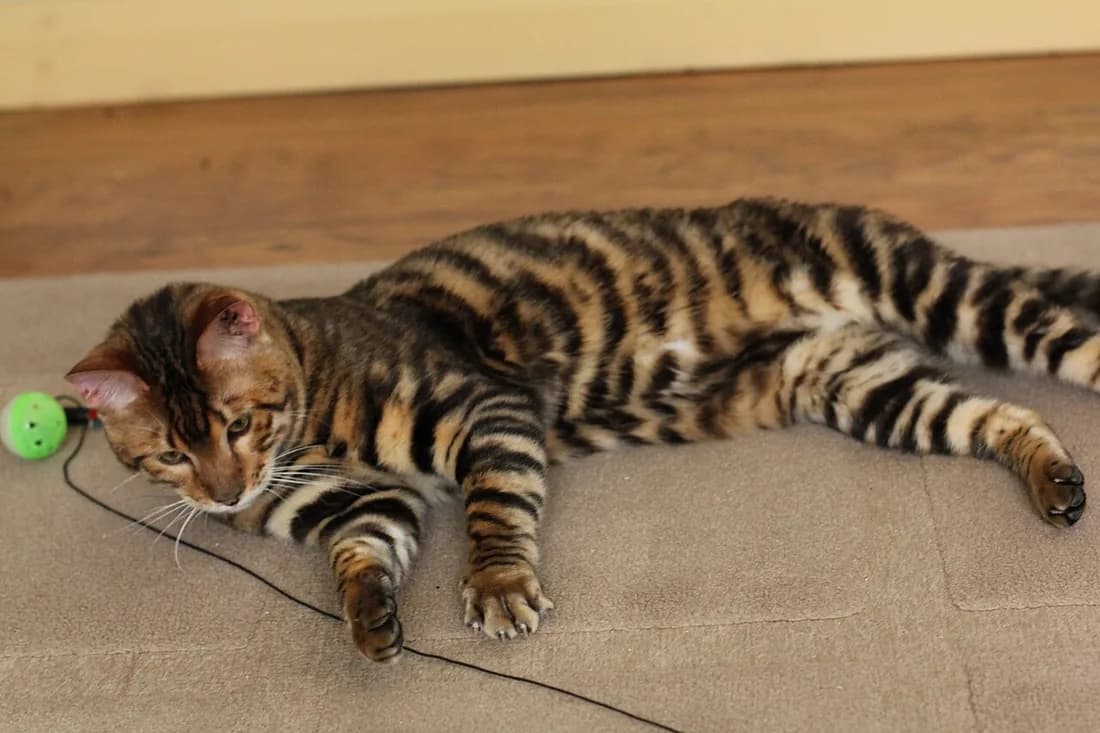 Toyger étendu sur un tapis, rayures larges et pattes annelées bien visibles