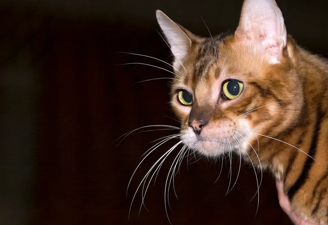 Portrait de toyger, marques circulaires autour des yeux et museau clair