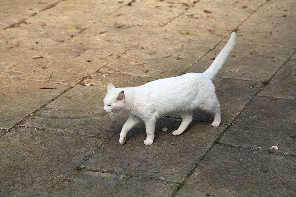 Chat au pelage blanc