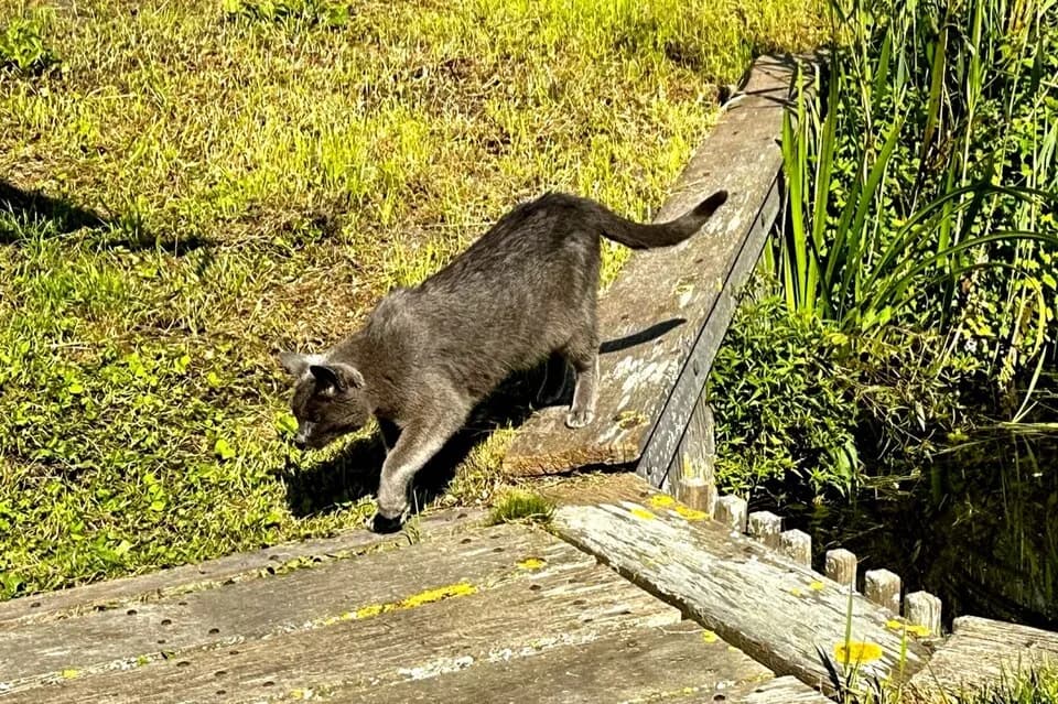 Chat au pelage bleu