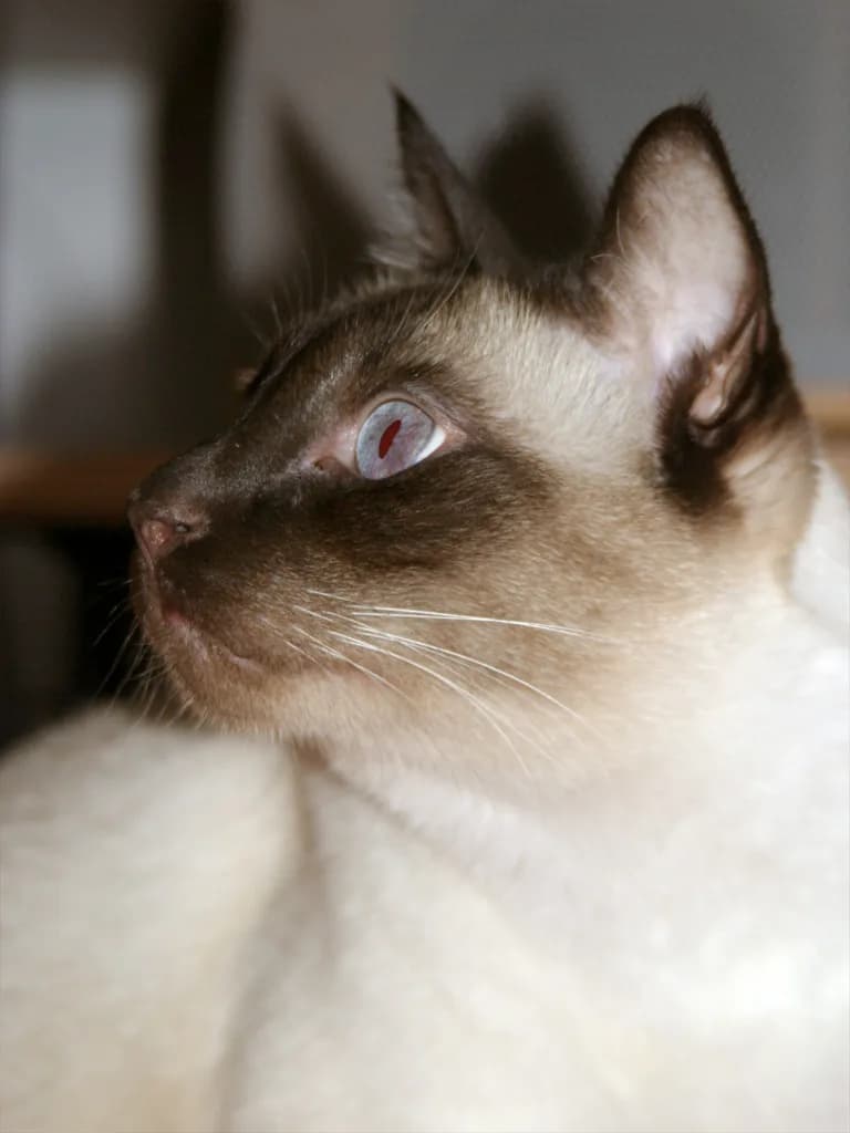 Chat au pelage chocolat