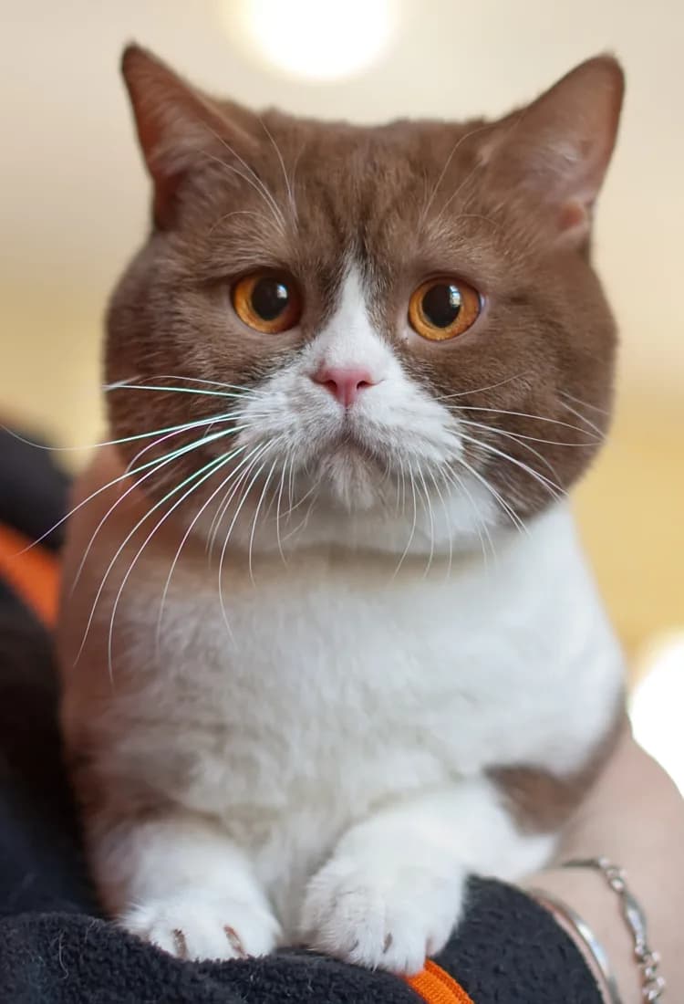Chat au pelage cinnamon