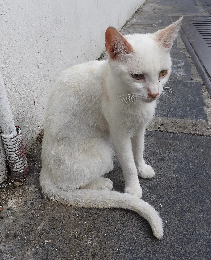 Chat au pelage crème