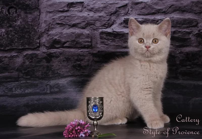 Chat au pelage fawn