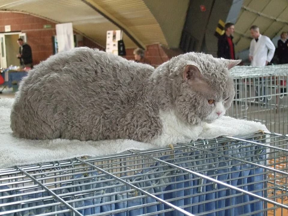 Chat au pelage lilas