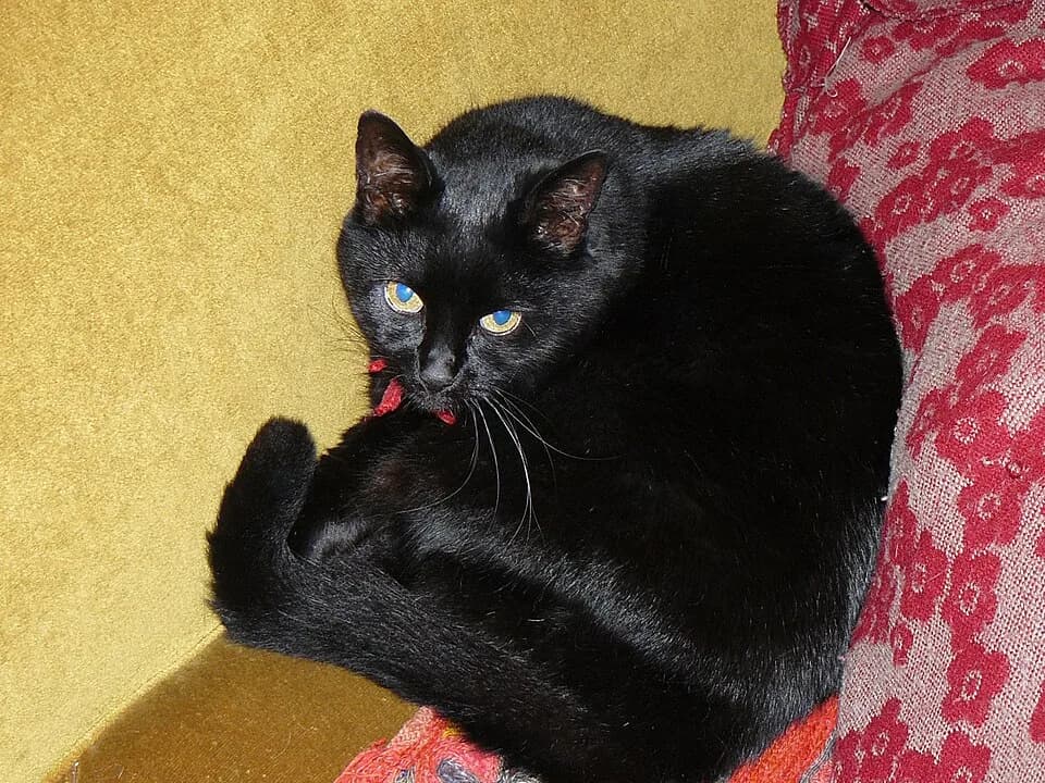 Chat au pelage noir
