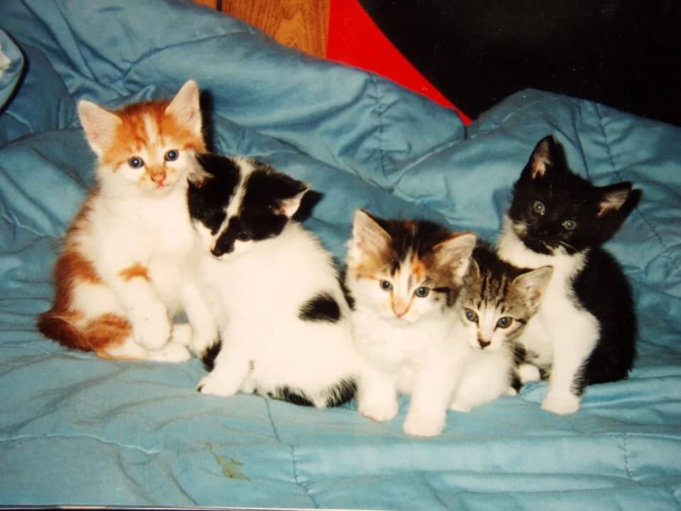 Chat au pelage bicolore et particolore