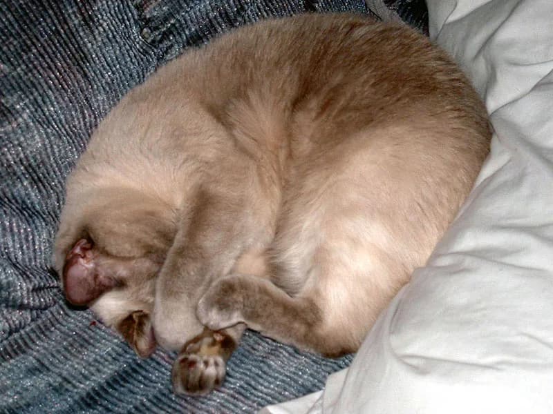 Chat au pelage colourpoint