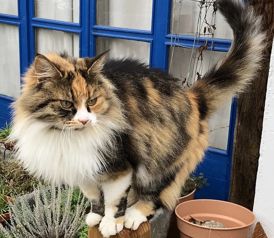 Chat au pelage écaille de tortue et torbie