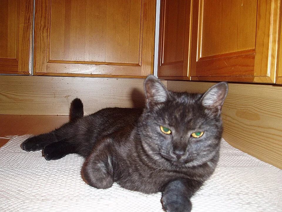 Chat au pelage smoke, silver et shaded