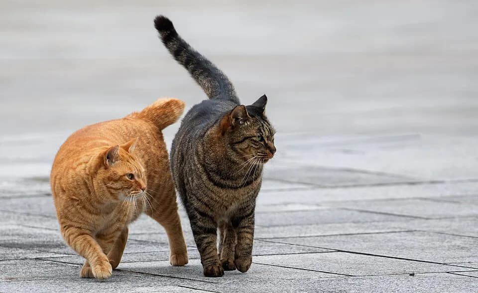 Chat au pelage tabby (tigré)