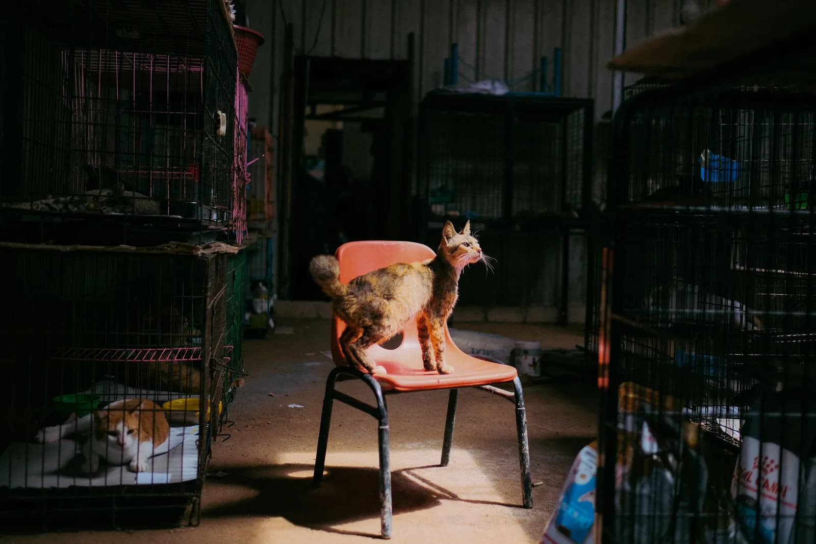 Adopter un chat en refuge : comment ça se passe vraiment
