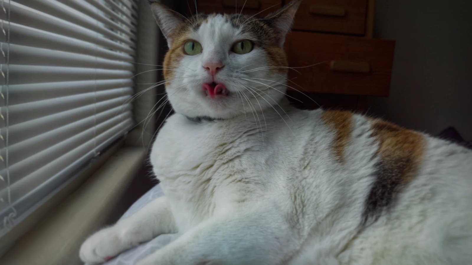 Chat agressif : pourquoi il mord, il attaque, et comment l'apaiser