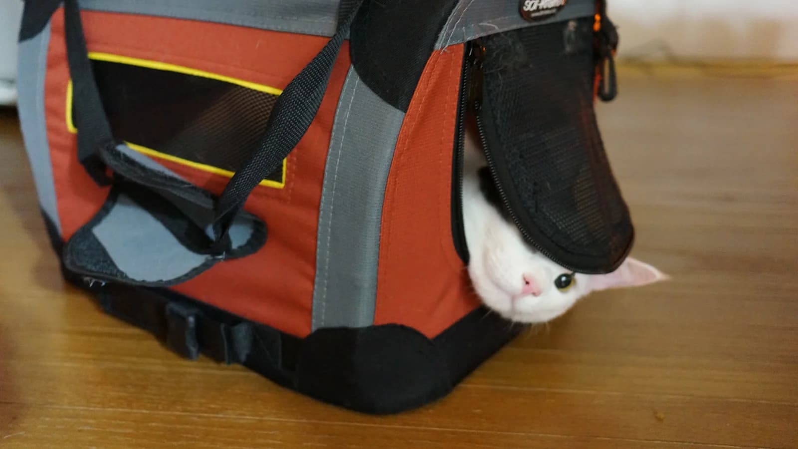 Prendre l'avion avec son chat : cabine, soute, prix et pièges