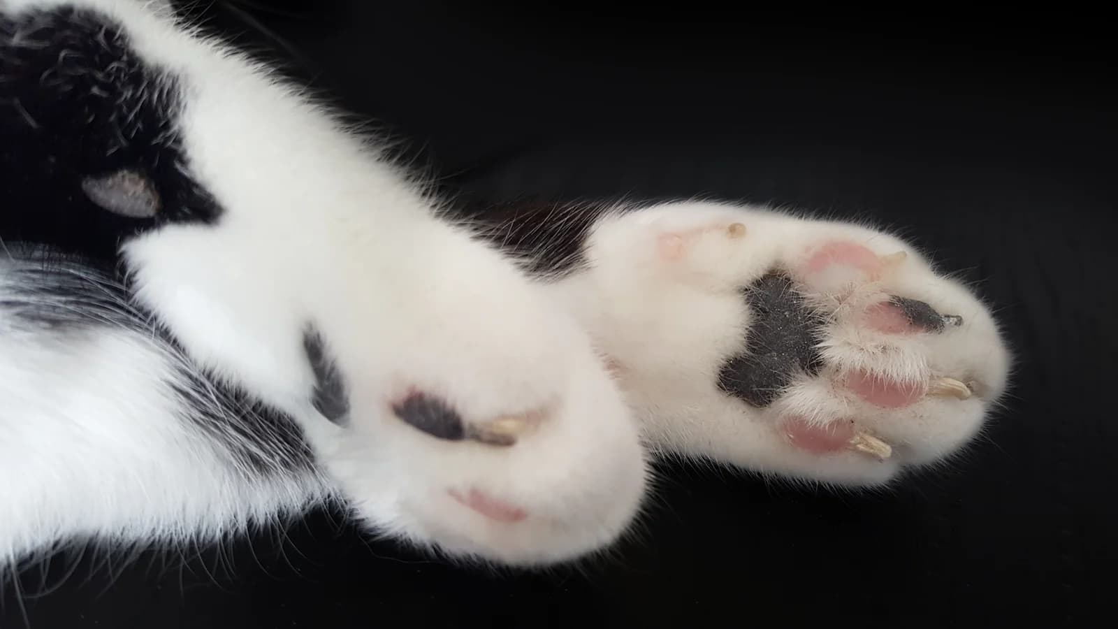 Gros plan sur les pattes et les griffes d'un chat