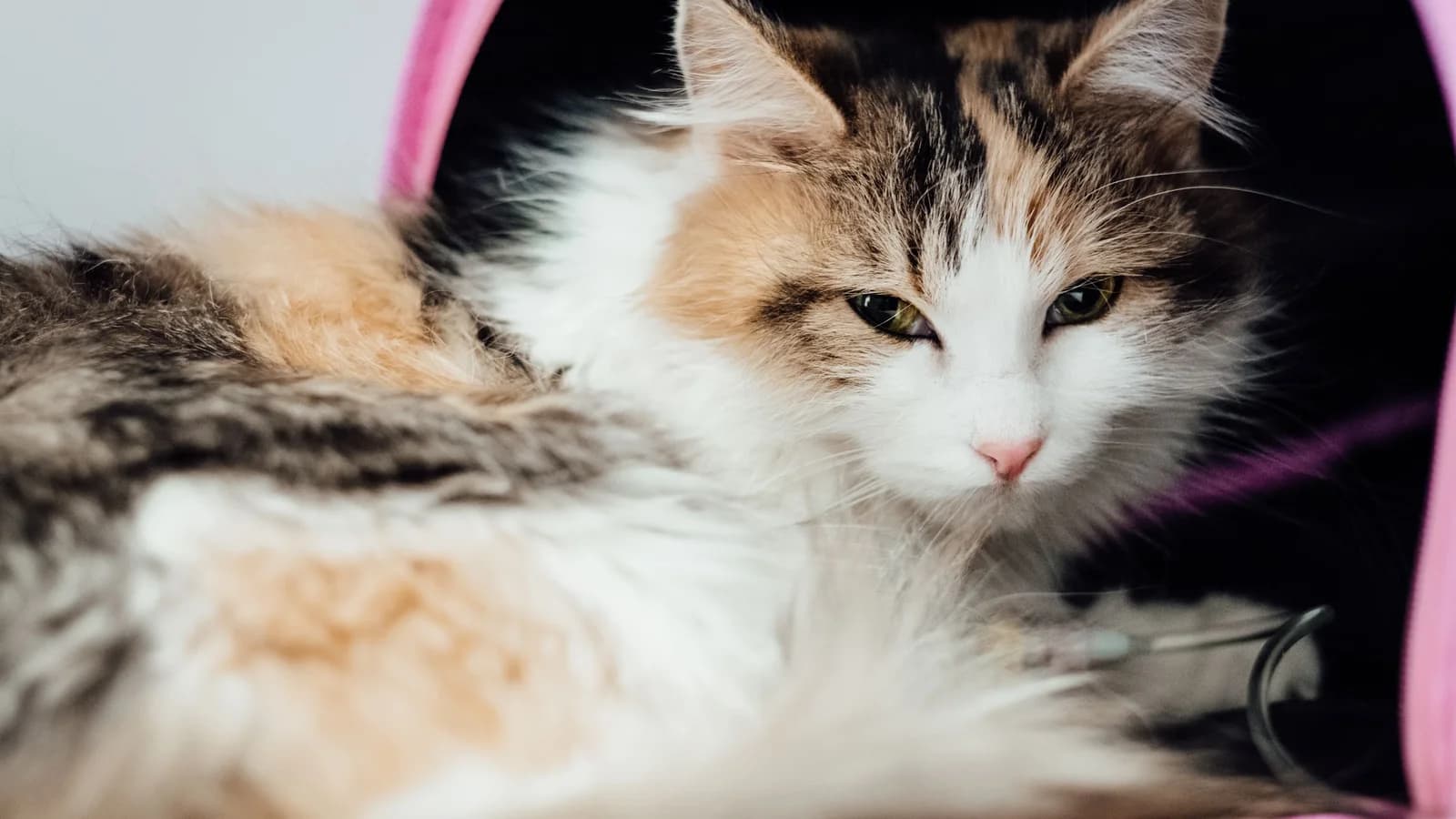 Chat empoisonné : les symptômes, les délais, et ce qu'il faut faire