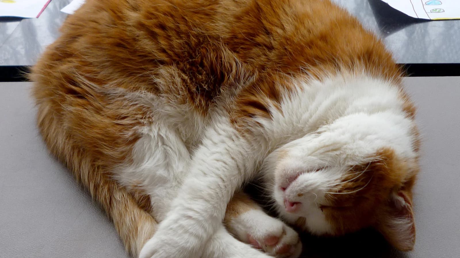 Accompagner son chat en fin de vie : signes, confort et décisions
