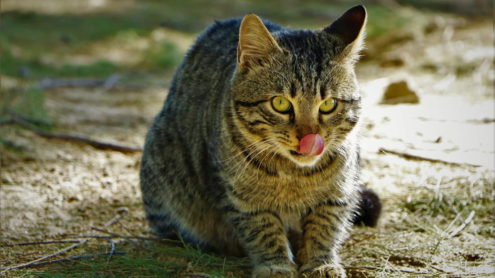 Chat tigré tirant la langue