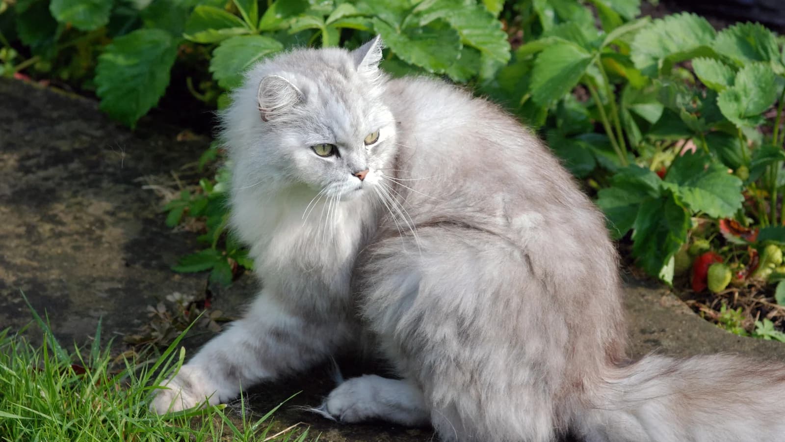 Chat qui tousse : les causes, et quand c'est grave